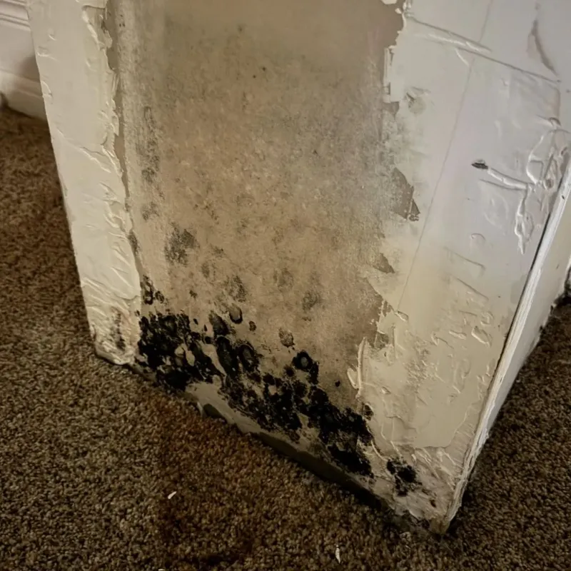 Professional Mold Removal in Greensboro, GA